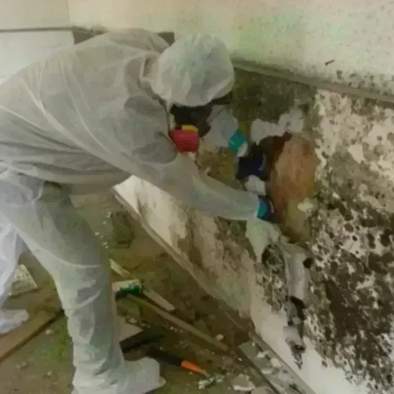 Mold Remediation and Removal in Rawlins, WY